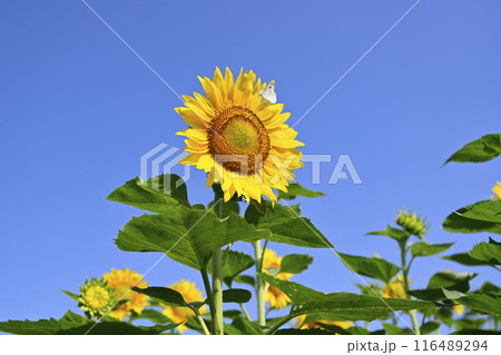 青空に向かって咲くひまわり 116489294