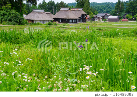 茅葺屋根と花畑 116489398