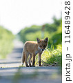 キタキツネの子供 116489428