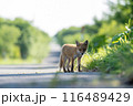 キタキツネの子供 116489429