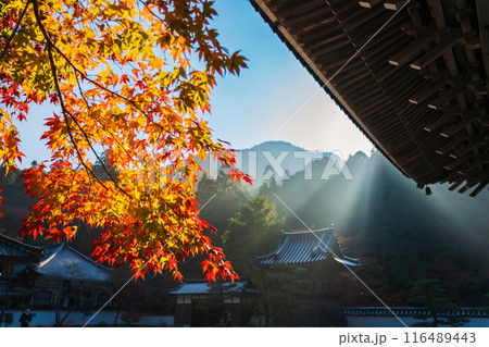 佛通寺の紅葉と薄明光線 116489443