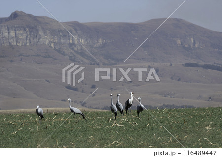 ハゴロモヅルの群れの中のホオカザリヅル 116489447