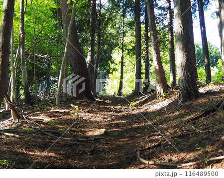 本社カ丸の登山道 116489500