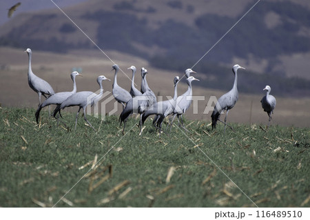 ハゴロモヅルの群れ 116489510