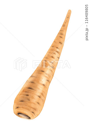 Parsnip watercolor vegetable plant gardening Parsnip watercolor vegetable plant gardening 116489805