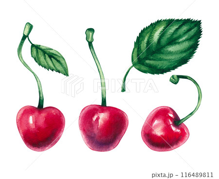 Watercolor cherry berries on a stalk. Watercolor cherry berries on a stalk. 116489811