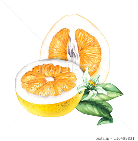 Watercolor Pomelo on white background 116489831