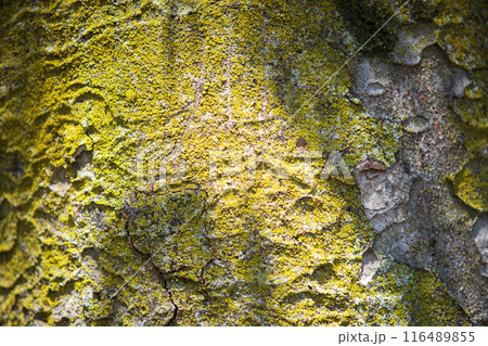ケヤキ　樹皮　コケ　背景素材 116489855