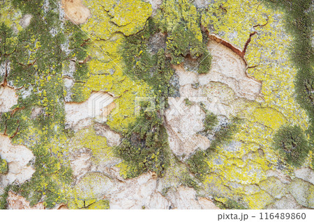 ケヤキ　樹皮　コケ　背景素材 116489860