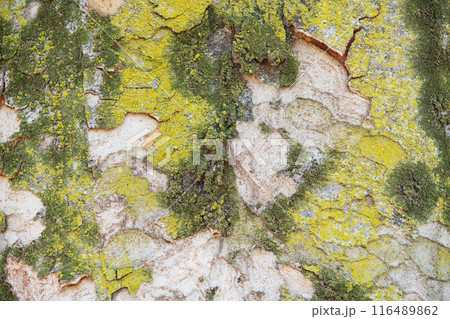 ケヤキ　樹皮　コケ　背景素材 116489862