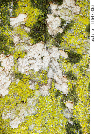 ケヤキ　樹皮　コケ　背景素材 116489863
