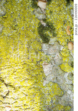 ケヤキ　樹皮　コケ　背景素材 116490009
