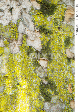 ケヤキ　樹皮　コケ　背景素材 116490010