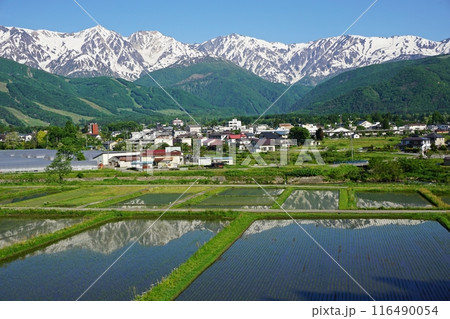 白馬村　ハイランドホテル付近の天神坂から眺める水鏡の白馬岳、後立山連峰 116490054