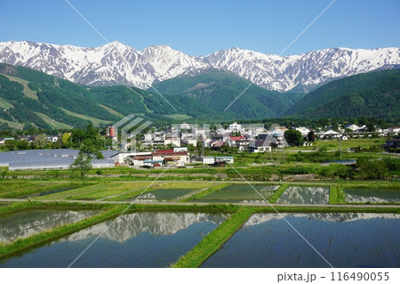 白馬村　ハイランドホテル付近の天神坂から眺める水鏡の白馬岳、後立山連峰 116490055
