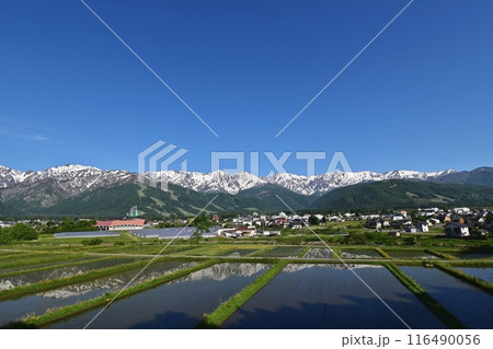 白馬村　ハイランドホテル付近の天神坂から眺める水鏡の白馬岳、後立山連峰 116490056