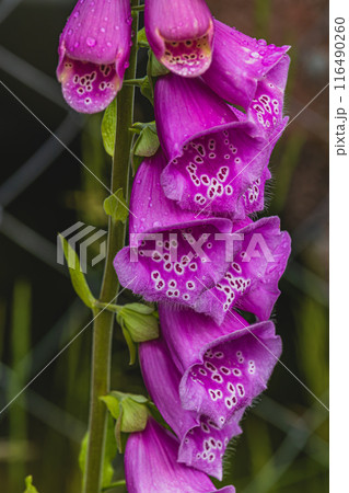 Vibrant cluster of pink foxglove flowers, macro close up 116490260