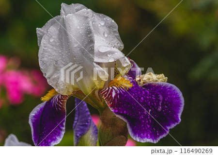 purple iris flower close in garden in spring. 116490269