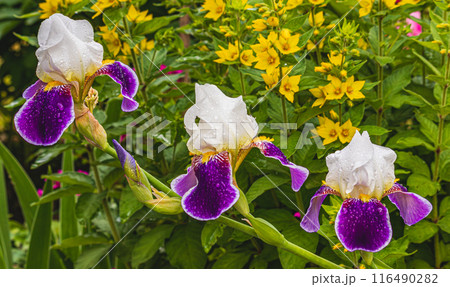 purple iris flower close in garden in spring. purple iris flower close in garden in spring. 116490282