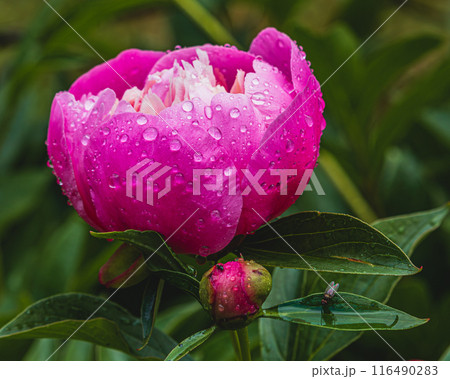 Pink peonies blooming on the background of pink peonies small bud Pink peonies blooming on the background of pink peonies small bud 116490283
