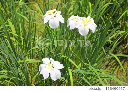 明月院の花菖蒲 明月院の花菖蒲 116490467