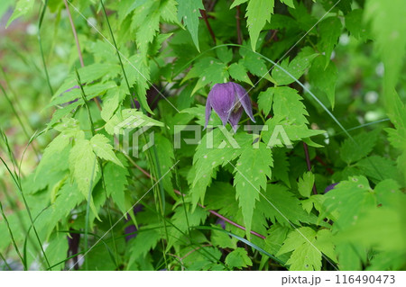 ミヤマハンショウヅルの花 116490473