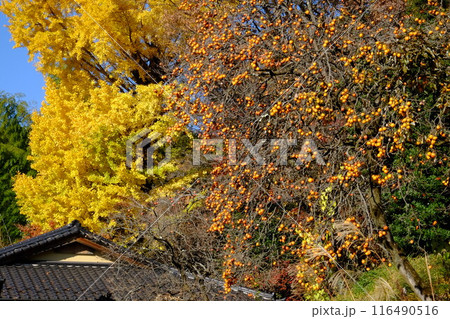 鈴なりの柿と銀杏黄葉 【相模原市津久井 12月】 鈴なりの柿と銀杏黄葉 【相模原市津久井 12月】 116490516