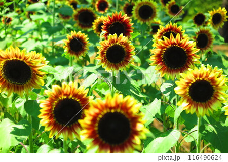 公園に咲くたくさんの夏の花のある風景3 公園に咲くたくさんの夏の花のある風景3 116490624