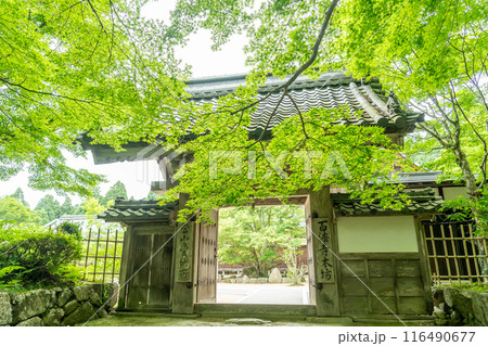 滋賀県東近江市　新緑が美しい百済寺本坊への門と見頃の菩提樹の樹 116490677