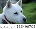 白いイヌの横顔 116490708