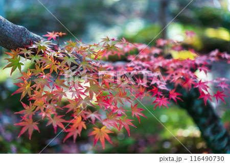 紅葉の宝福寺庭園 116490730