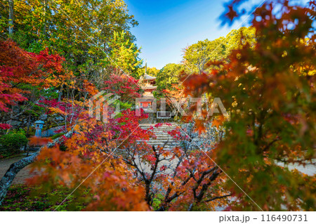紅葉の宝福寺三重塔 116490731