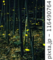 ヒメボタル 116490764