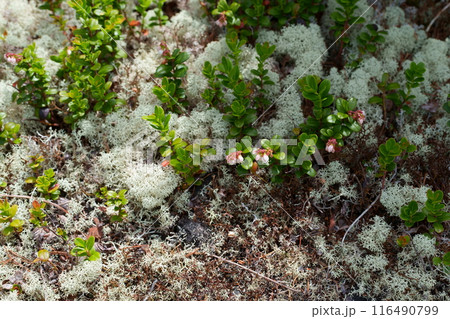 ミヤマハナゴケとコケモモの花 116490799
