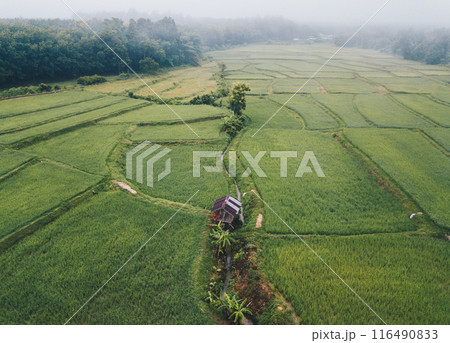 A farmer hut in rice paddy field in Nan province of Thailand in rainy season. Thailand has a strong tradition of rice production. It has the fifth largest amount of rice cultivation in the world. 116490833