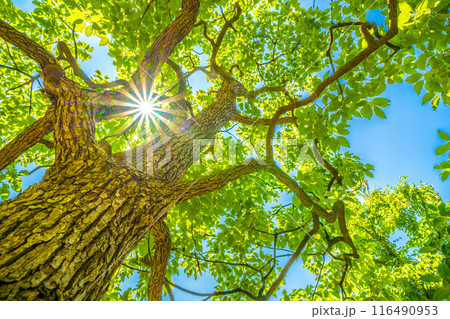 日本の横浜都市景観 青空…太陽光が差し込むクスノキ。希望の光…。花言葉は芳香＝5日、横浜市内 116490953