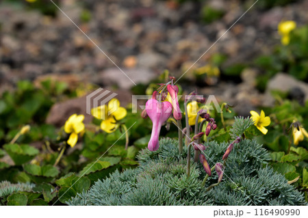 コマクサとタカネスミレ(2) コマクサとタカネスミレ(2) 116490990