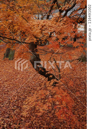 Red leaves carpet / 落ち葉の道，落葉の絨毯(じゅうたん)，秋の京都・紅葉 116491002