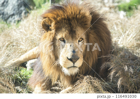 草の上に座り込んで休む雄ライオン 116491030