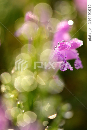 朝露で輝くピンクのホトケノザの花 クローズアップ 朝露で輝くピンクのホトケノザの花 クローズアップ 116491050