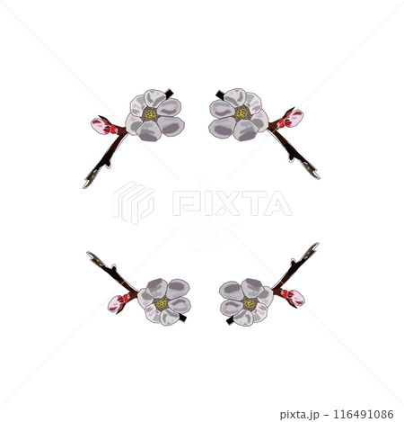 杏の花をPNG形式で作成しましたので、はがきやA4用紙等お好きなものにペーストしてお楽しみ頂けます 116491086