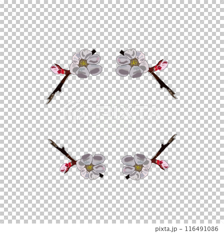 杏の花をPNG形式で作成しましたので、はがきやA4用紙等お好きなものにペーストしてお楽しみ頂けます 116491086