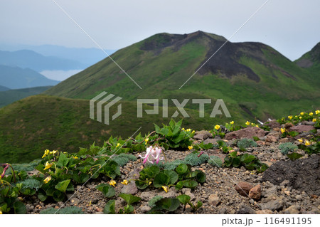 秋田駒ヶ岳女岳とコマクサ、タカネスミレ(3) 秋田駒ヶ岳女岳とコマクサ、タカネスミレ(3) 116491195