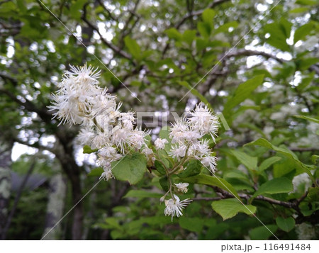 サワフタギの白い花 サワフタギの白い花 116491484