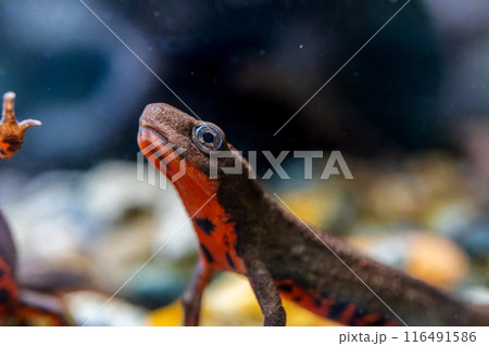 アカハライモリのマクロ アカハライモリのマクロ 116491586