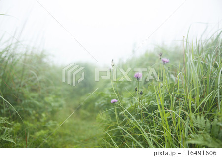 霧がかかる生石山の草原 116491606