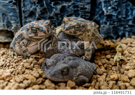 ナンブヒキガエルのマクロ 116491731