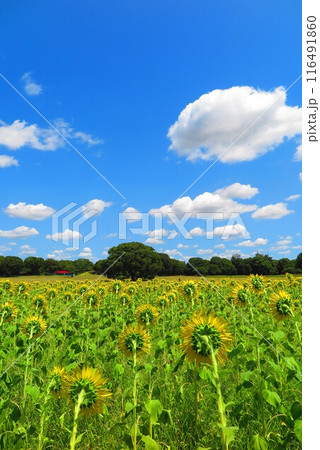夏の青空とひまわり畑のある風景1 116491860