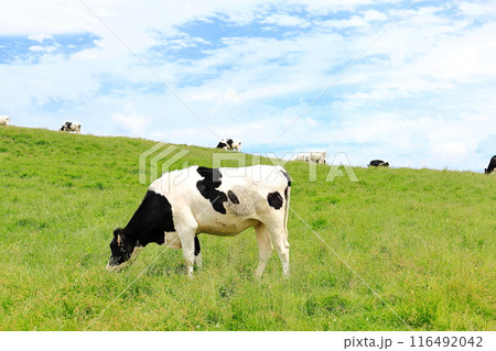 日光霧降高原の大笹牧場 116492042