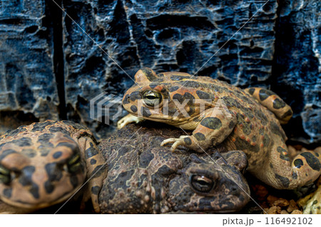 エジプトミドリヒキガエルとナンブヒキガエル 116492102